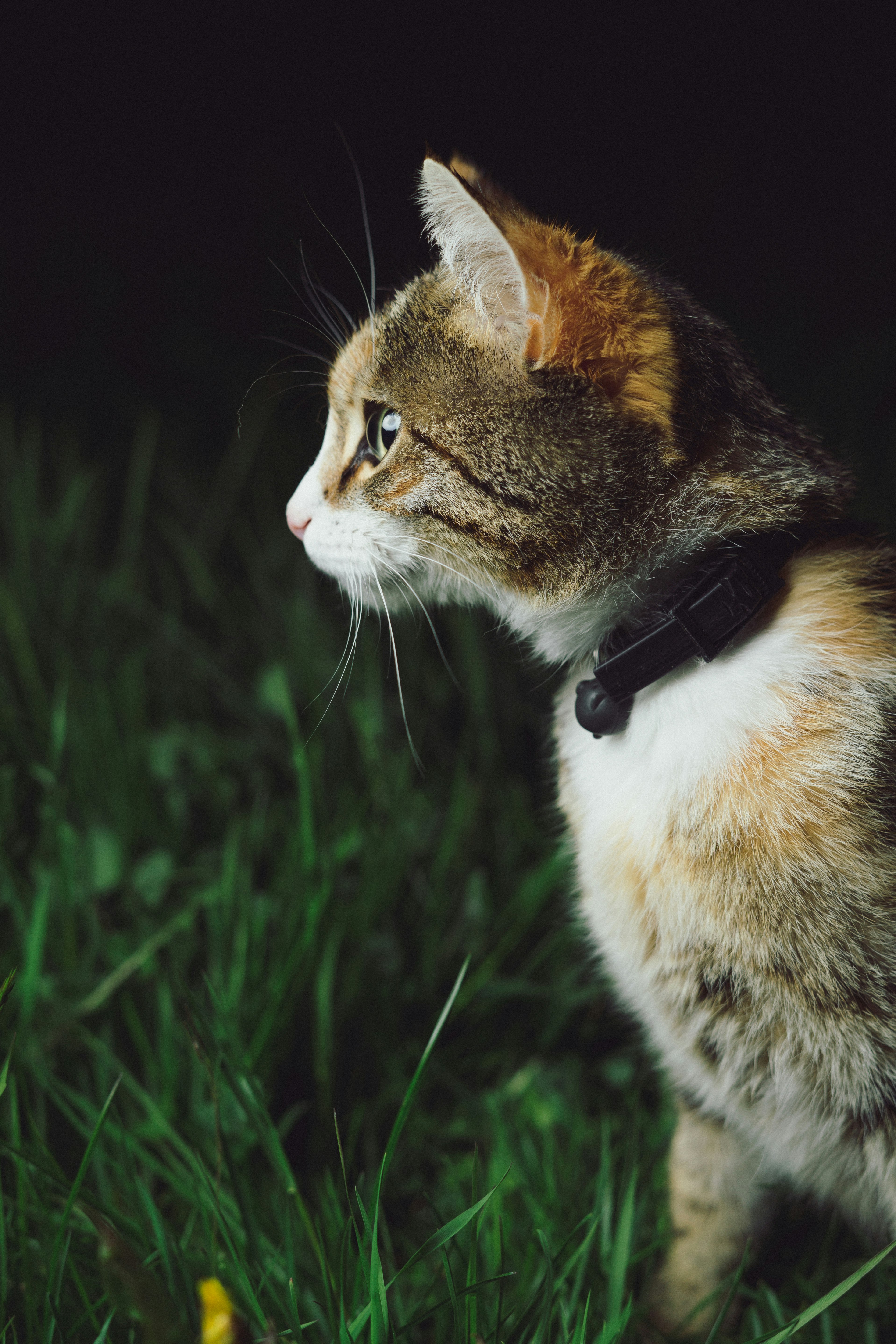 calico cat standing on grass field